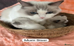 Ragdoll cats for sale: Beautiful two GCCF kittens. Blue Bicolour Ragdolls - Image 4
