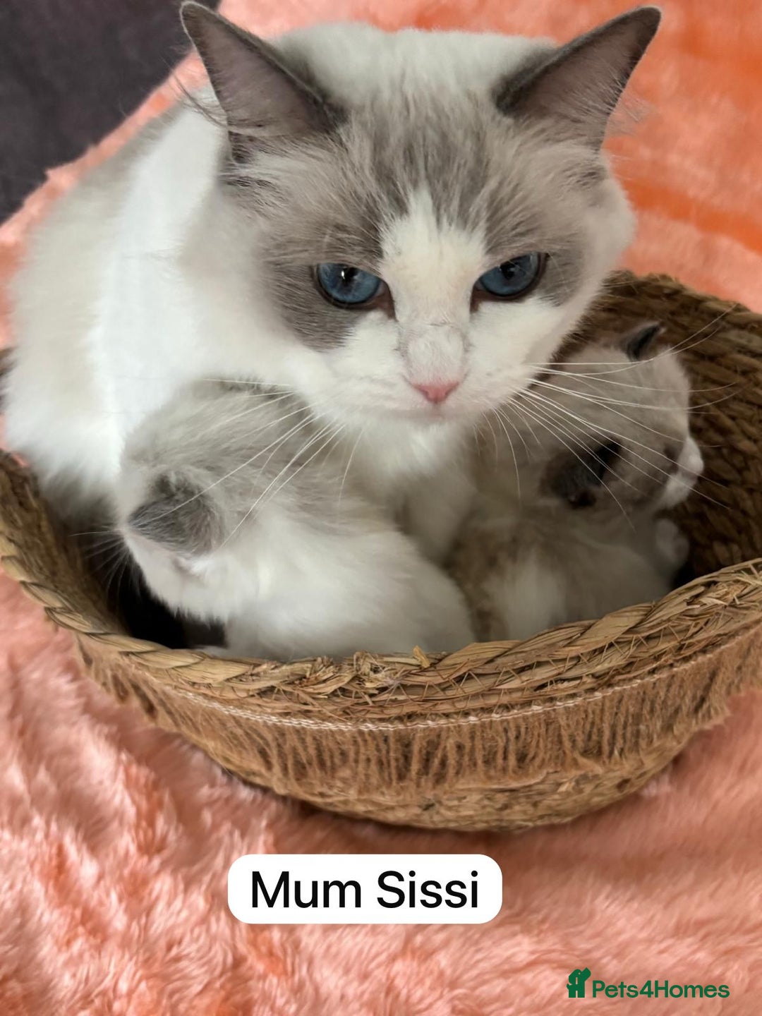 Ragdoll cats for sale: Beautiful two GCCF kittens. Blue Bicolour Ragdolls - Image 4