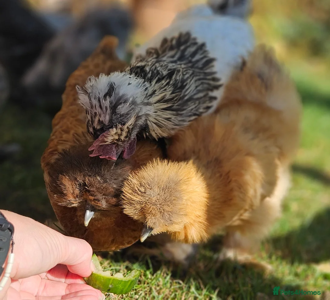 Chickens poultry for sale: Silkie chickens in Lingfield - Advert 2