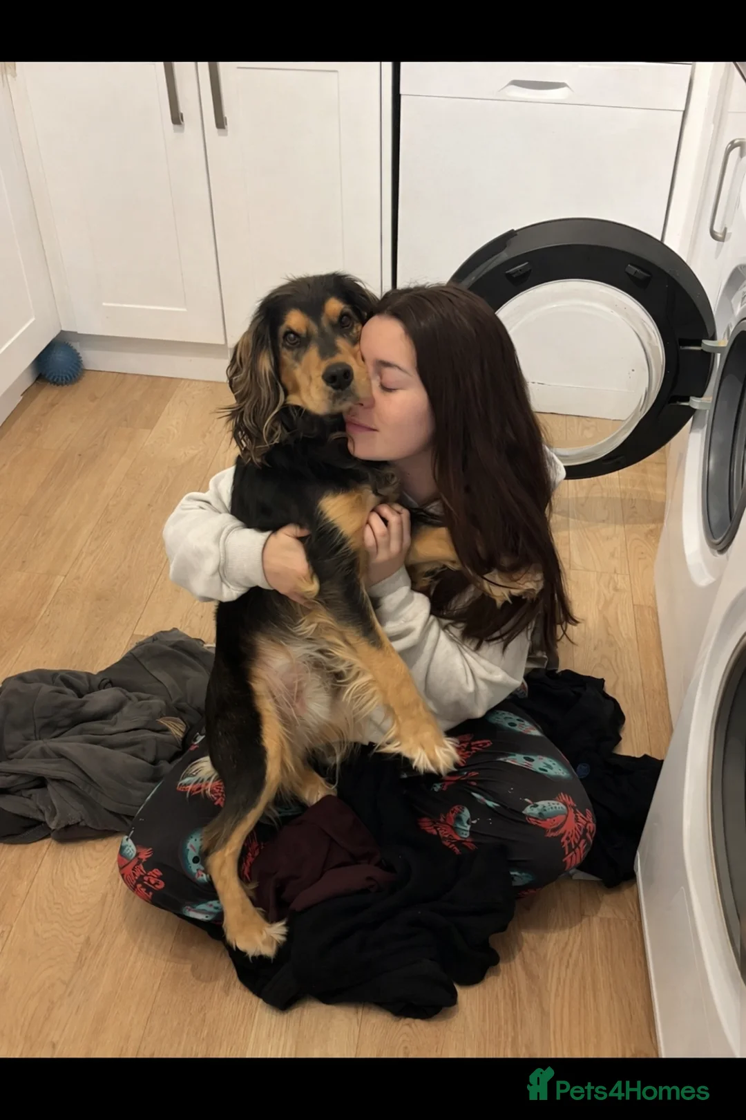 Cockerdor dogs for sale: Hector 2 year old Cockerdor  - Advert 2