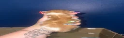 Domestic Shorthair cats for sale: Three gorgeous male kittens  - Advert 4