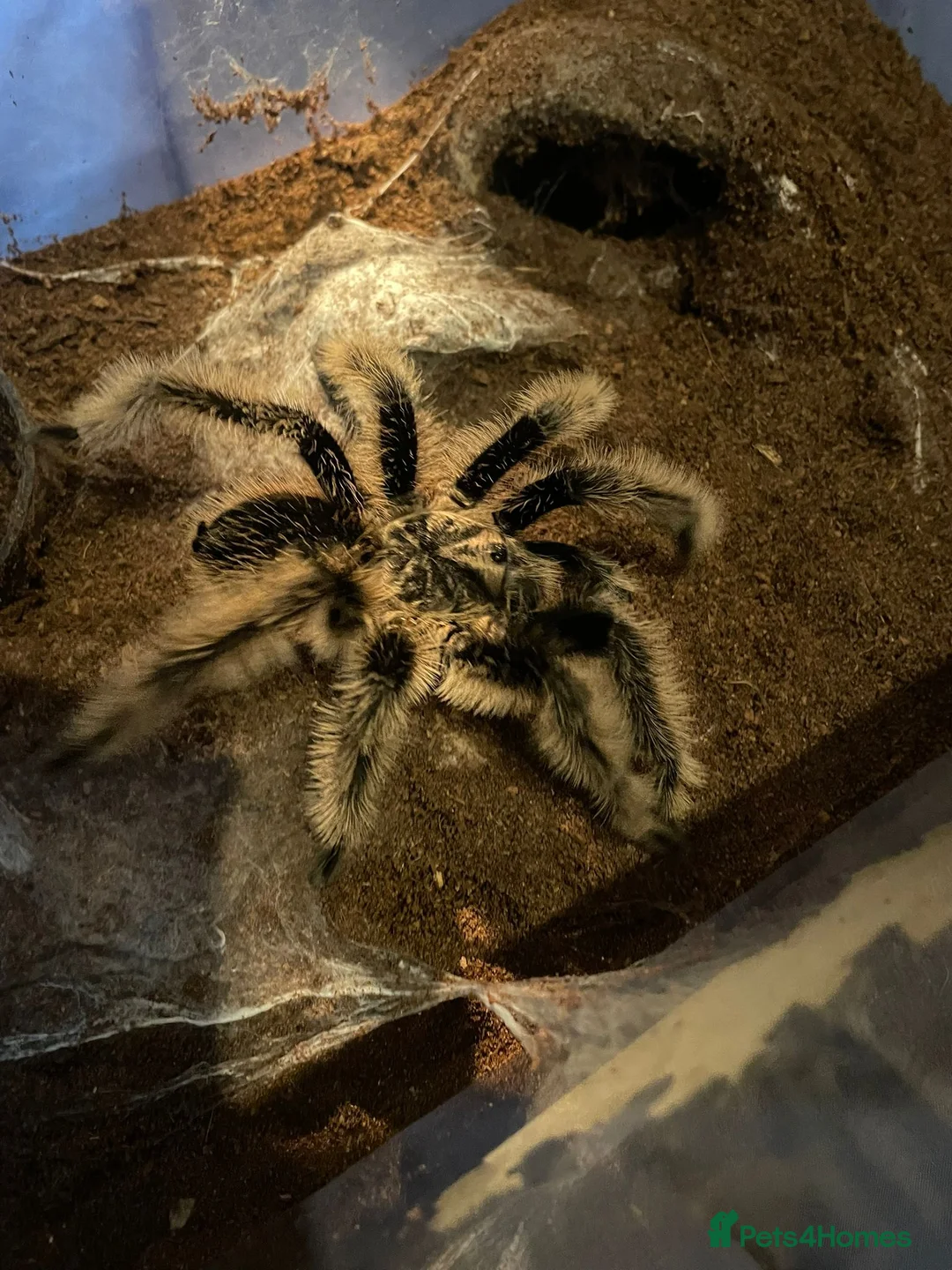 Tarantulas invertebrates for sale: Versi, curly hair, electric blue - Advert 2