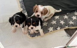 Cavalier King Charles Spaniel dogs for sale: DNA Health Tested Cavalier King Charles Puppies in Heathfield - Image 7