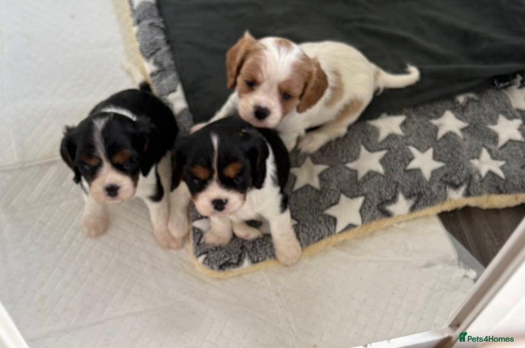 Cavalier King Charles Spaniel dogs for sale: DNA Health Tested Cavalier King Charles Puppies in Heathfield - Image 7