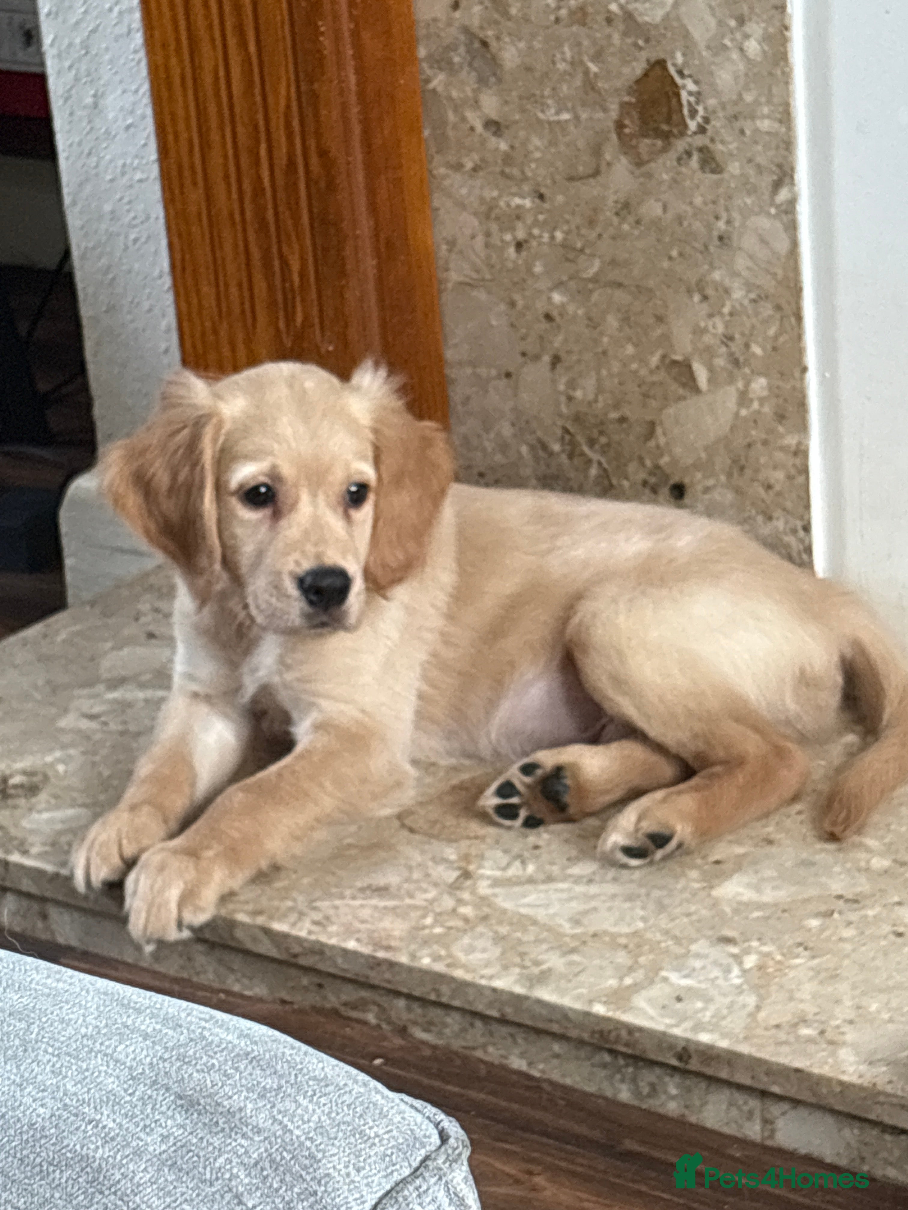 Golden Retriever dogs ⭐️ 2 boys ⭐️  Royal Kennel Club Registered ⭐️ - Advert 2