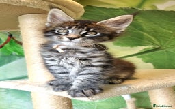 Maine Coon cats for sale: 💥Maine Coon,TICA ,CHAMPION RUSSIAN BLOODLINES💥 - Image 7