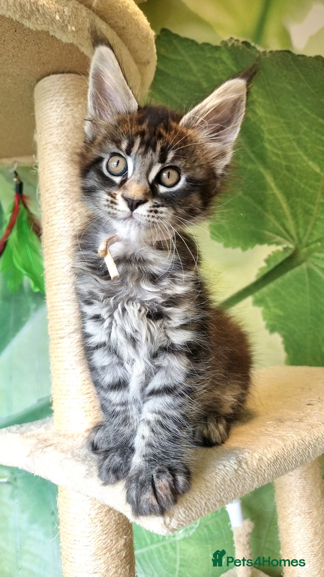 Maine Coon cats for sale: 💥Maine Coon,TICA ,CHAMPION RUSSIAN BLOODLINES💥 - Image 7