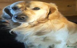 Golden Retriever dogs for sale: Available for STUD - Image 37