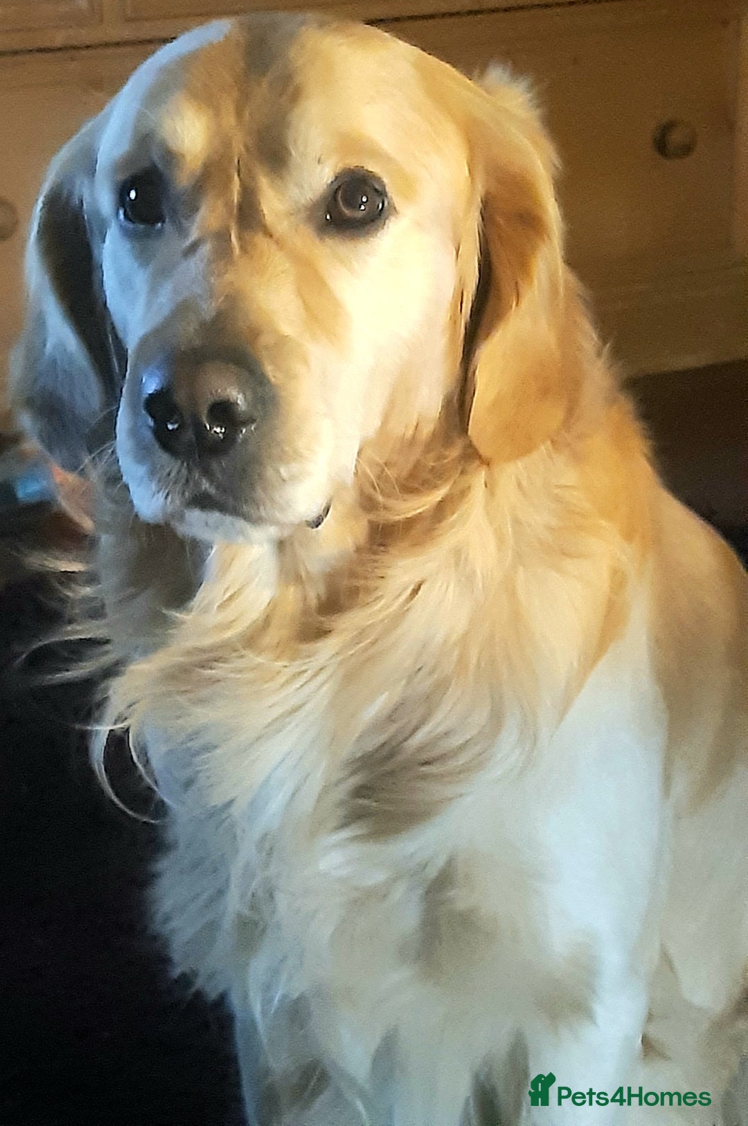 Golden Retriever dogs for sale: Available for STUD - Image 37