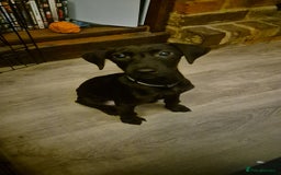 Mixed Breed dogs for sale: 13 week old labrador doberman puppy  - Image 3