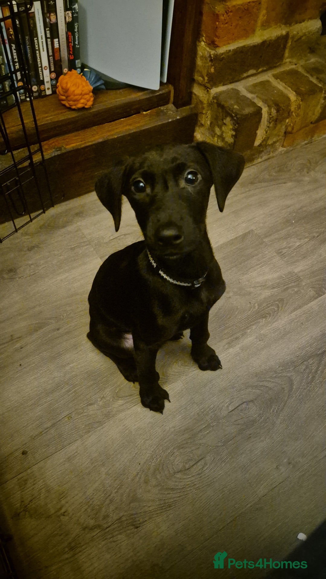 Mixed Breed dogs for sale: 13 week old labrador doberman puppy  - Image 3