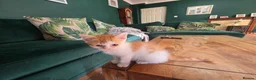 Mixed Breed cats for sale: Lovely kitten - please read - Advert 3