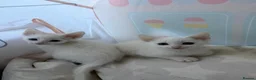 Mixed Breed cats for sale: 2 male white kittens  in Lewes - Advert 2