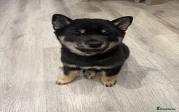 Japanese Shiba Inu dogs for sale: Japanese Shiba Inu  - Advert 4