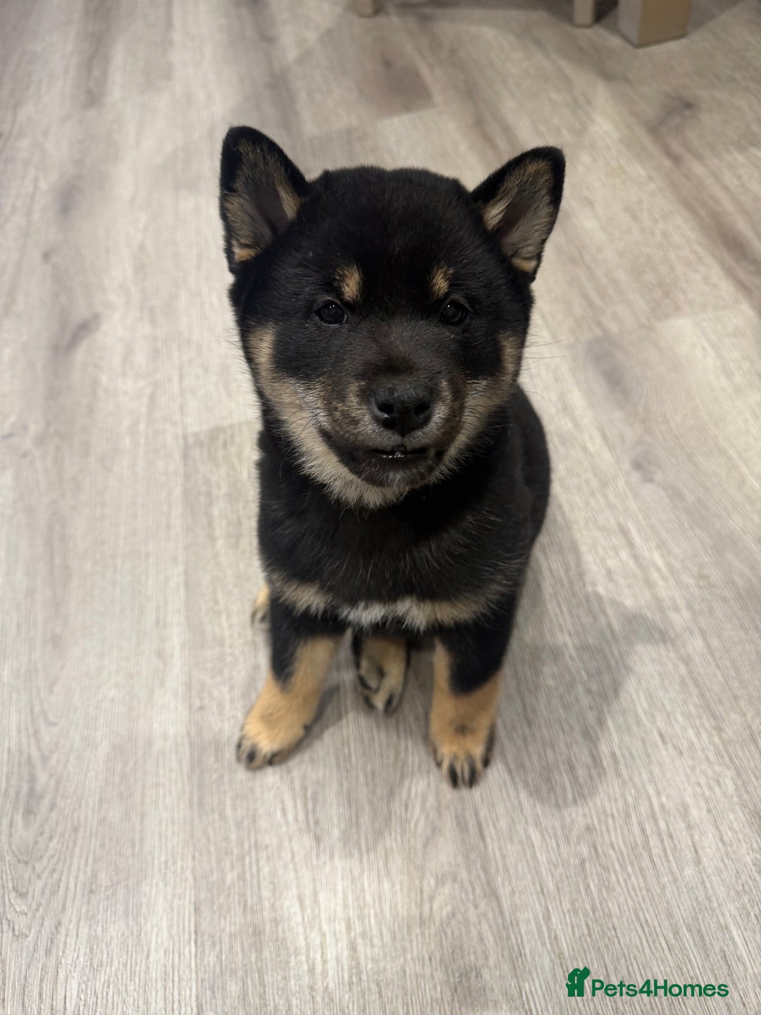Japanese Shiba Inu dogs for sale: Japanese Shiba Inu  - Advert 4