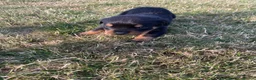 Rottweiler dogs for sale: Rottweiler in Crewe - Advert 14