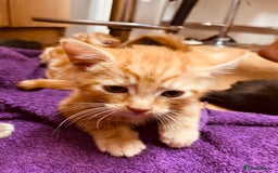British Shorthair cats for sale: Adorable Kittens FOR SALLE  - Image 10