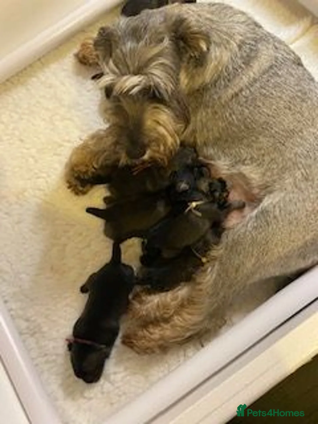 Schnauzer dogs for sale: Standard Schnauzer Puppies - Advert 5