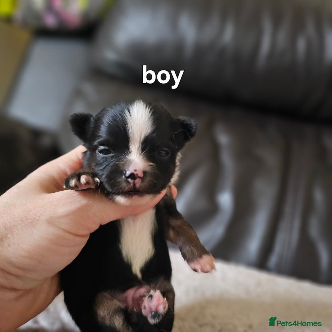 Chihuahua dogs for sale: 3 tiny chiuauas - Advert 4