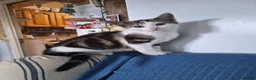 Mixed Breed cats for sale: Two Adorable Kittens.[Boy/Girl] - Advert 7