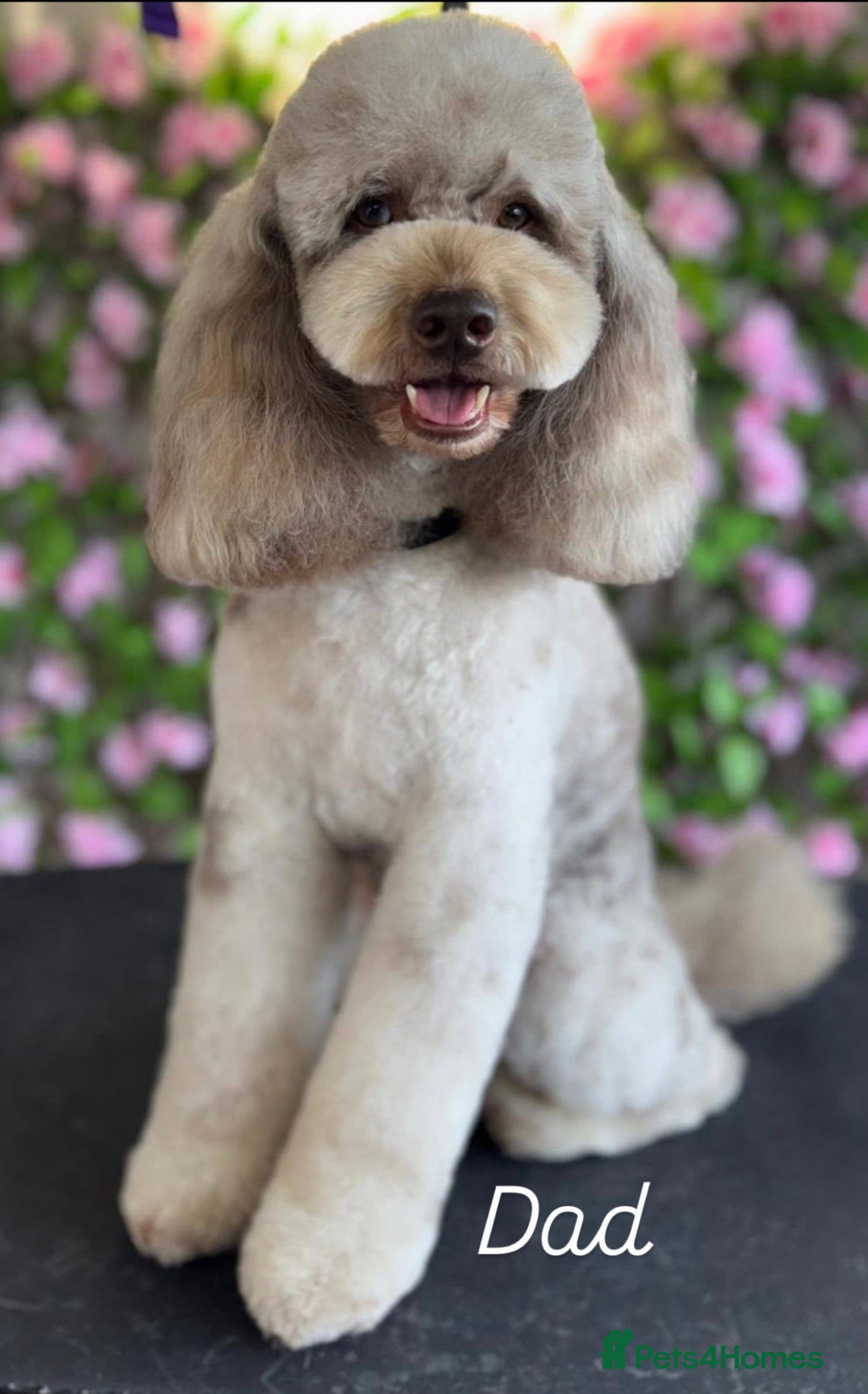 Cockapoo dogs Gorgeous F2b Cockapoo Puppies - Advert 8