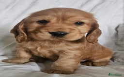 Cocker Spaniel dogs for sale: Cocker Spaniel Puppies Show Type - Image 2