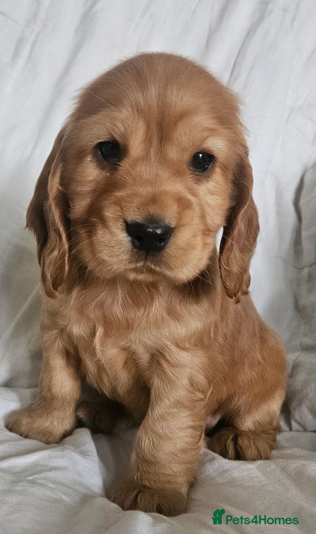 Cocker Spaniel dogs for sale: Cocker Spaniel Puppies Show Type - Image 2