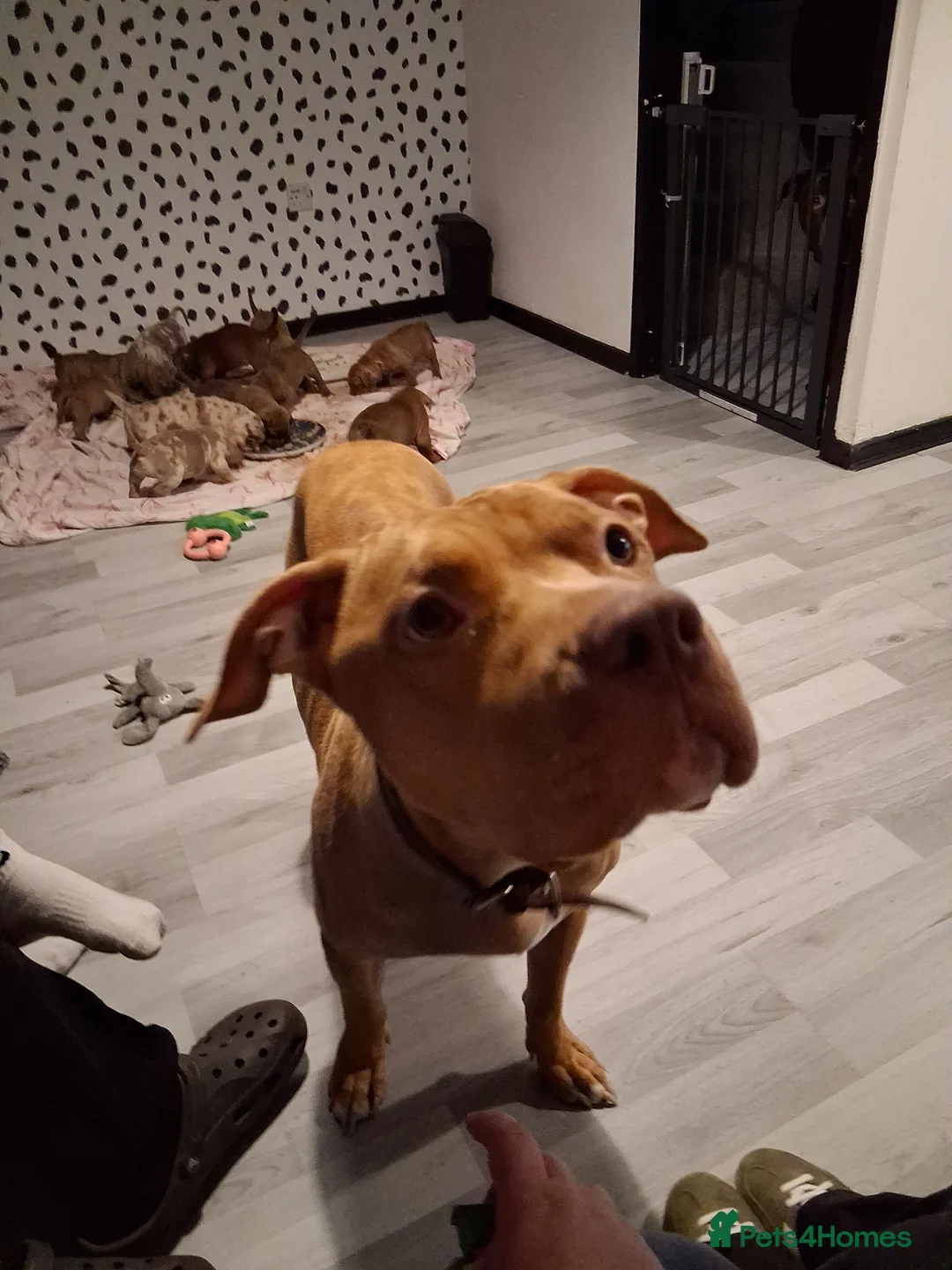 Mixed Breed dogs for sale: Presa canerio cross american bulldog cross - Advert 8