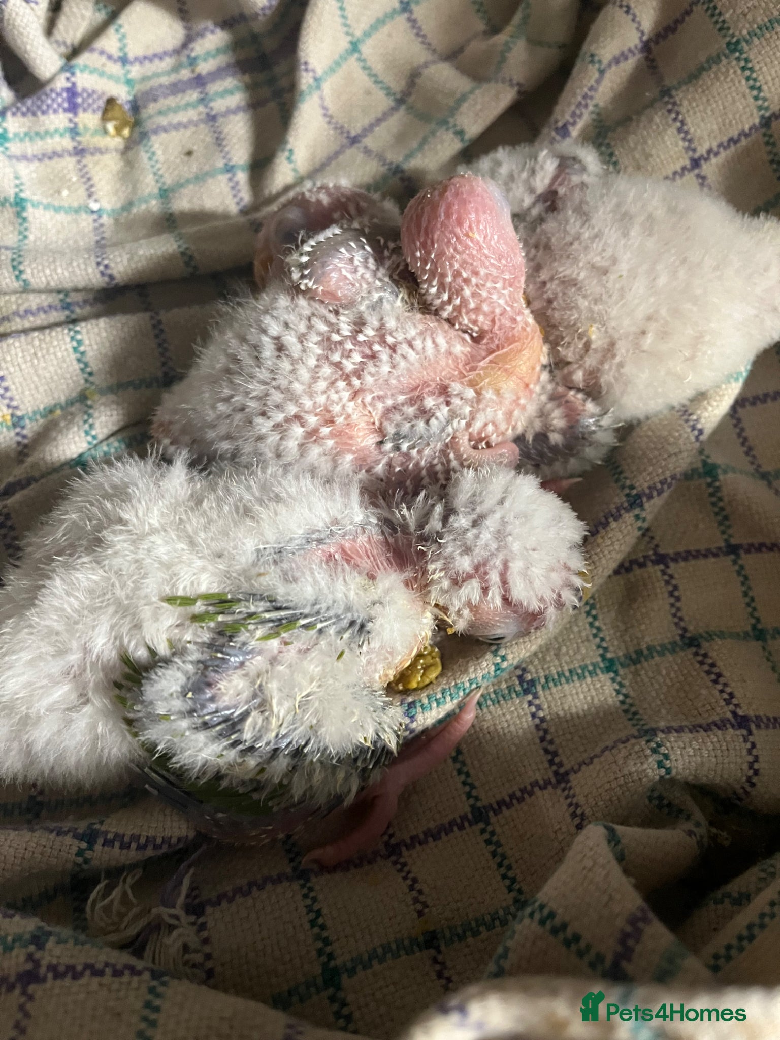 Conures birds Silly tame hand reared conour baby  - Advert 2