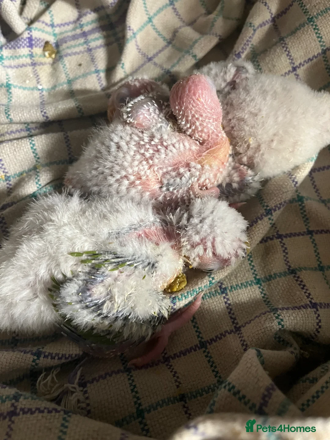 Conures birds for sale: Silly tame hand reared conour baby  - Advert 2