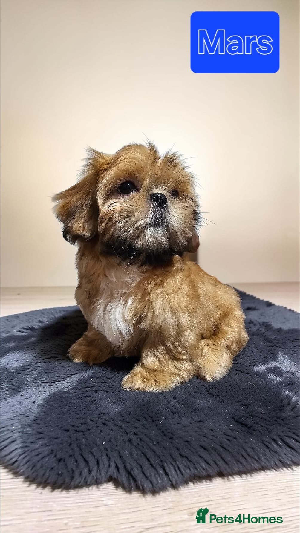 Shih Tzu dogs  💞 QUALITY STANDARD SHIH TZU 💕 - Advert 7
