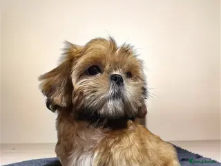 Shih Tzu dogs 💞 QUALITY STANDARD SHIH TZU 💕 - Advert 7