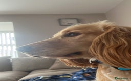 Cocker Spaniel dogs for sale: Marley - Image 3