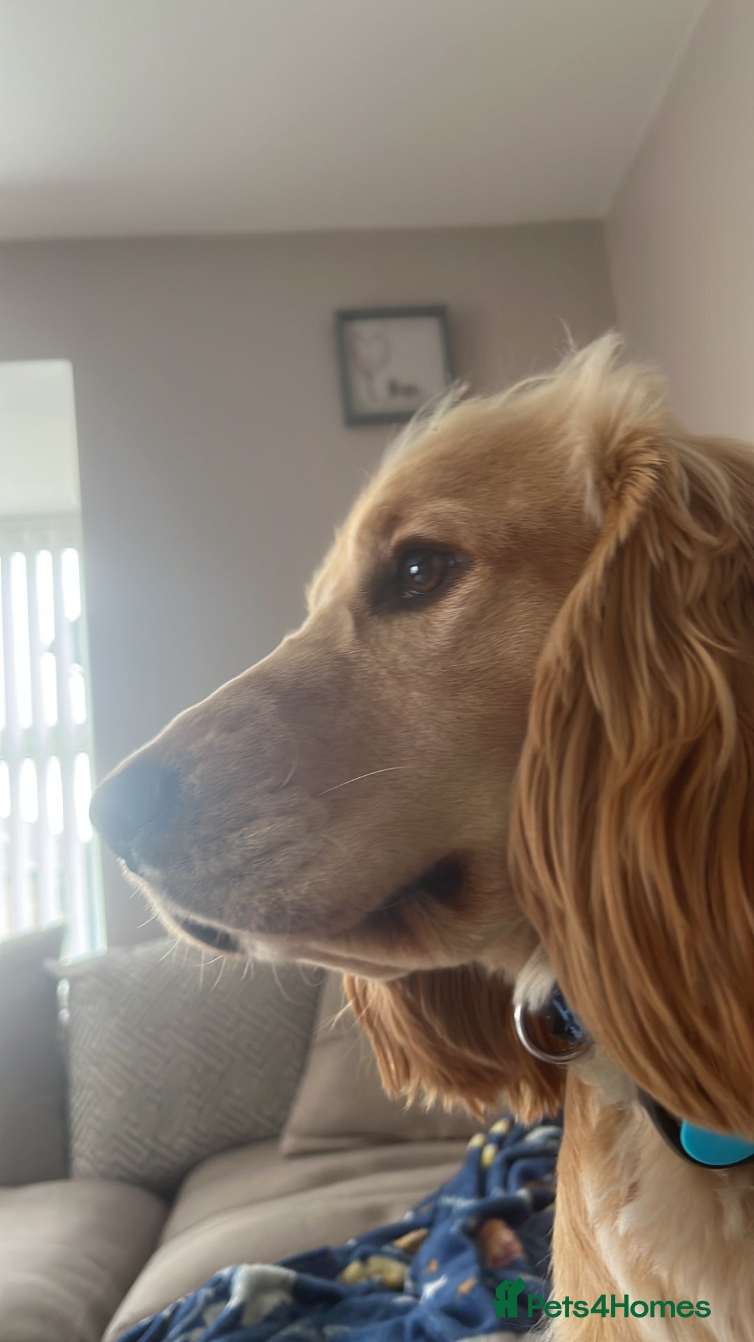 Cocker Spaniel dogs for sale: Marley - Image 3