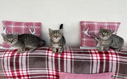 Mixed Breed cats for sale: 5 Gorgeous Tabby Kittens for sale. - Advert 5