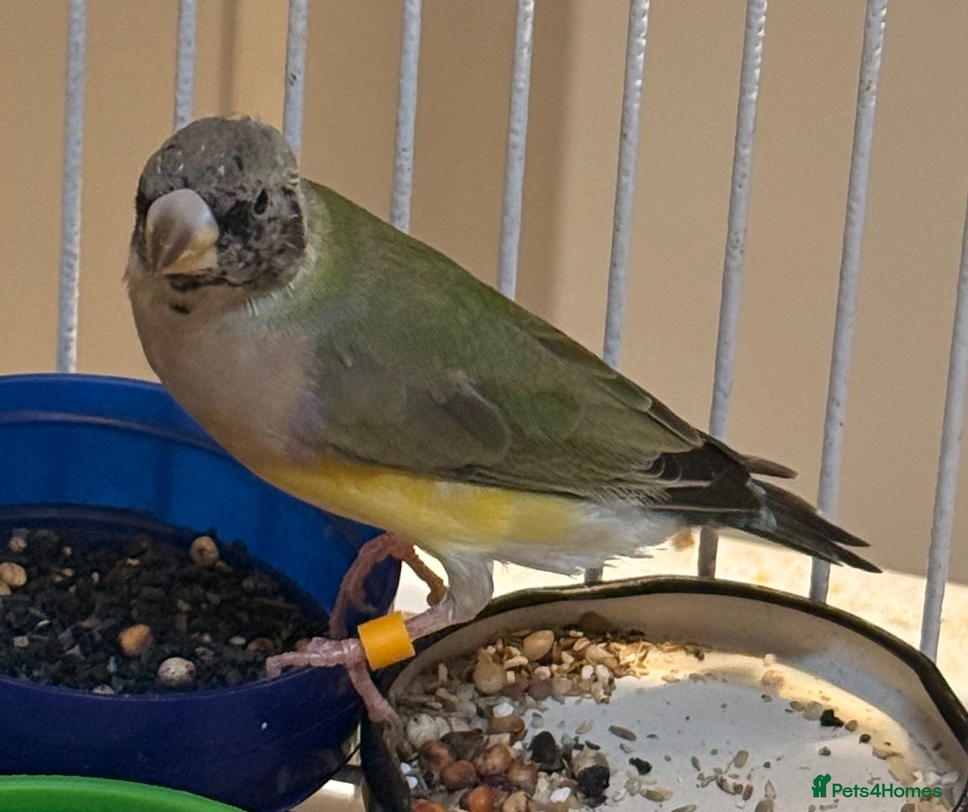 Finches birds Female Black Headed Gouldian Finch 5 Months Old - Advert 2
