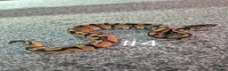 Python Snake reptiles for sale: Juvenile ball pythons  - Advert 4