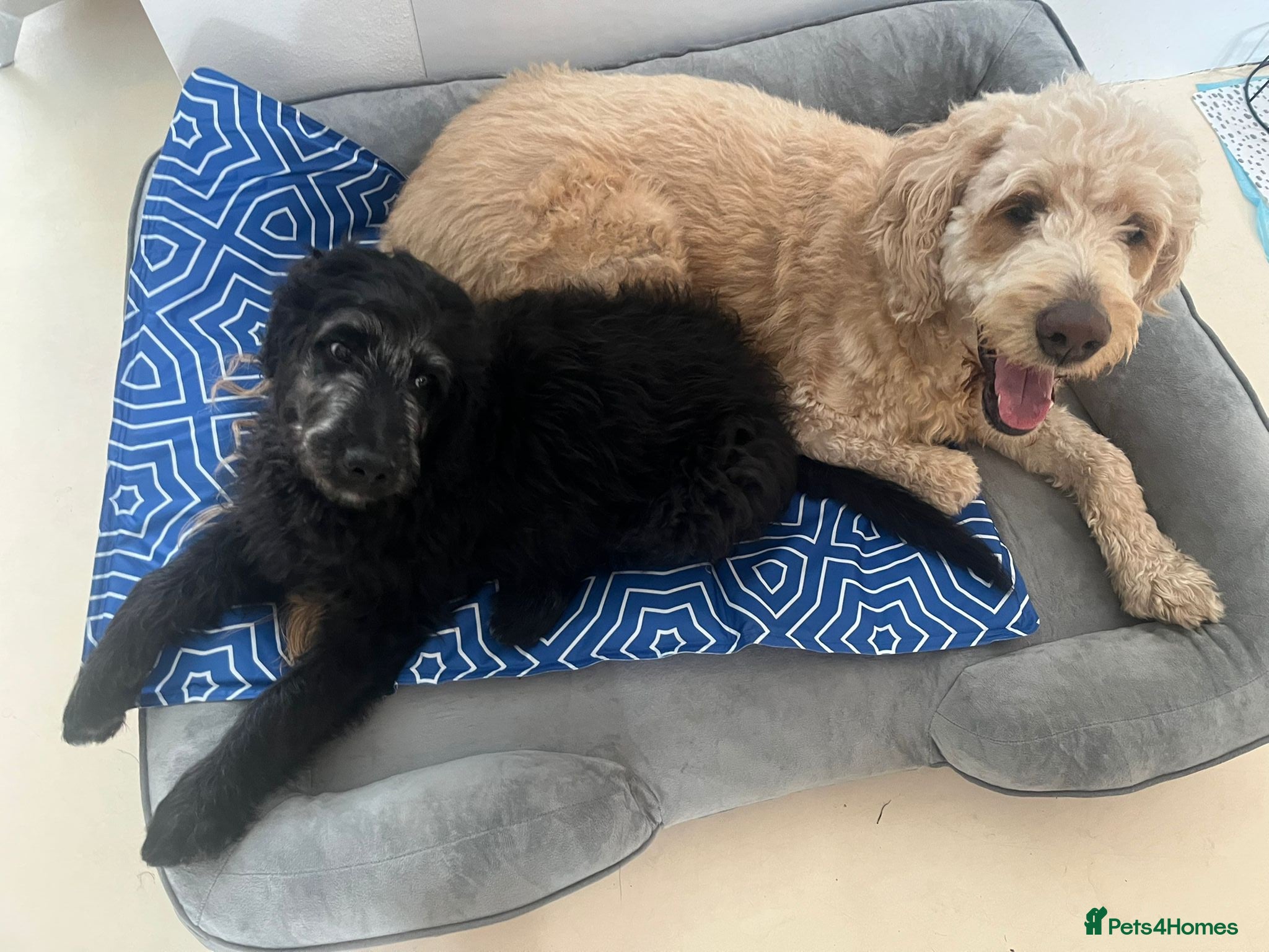 Goldendoodle dogs F1B Rare black standard Goldendoodle North Wales  - Advert 2