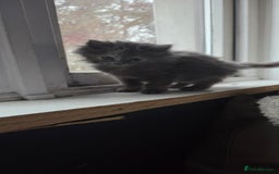 Nebelung cats for sale: Fluffy Nebelung mixed kittens for sale, last one - Advert 7
