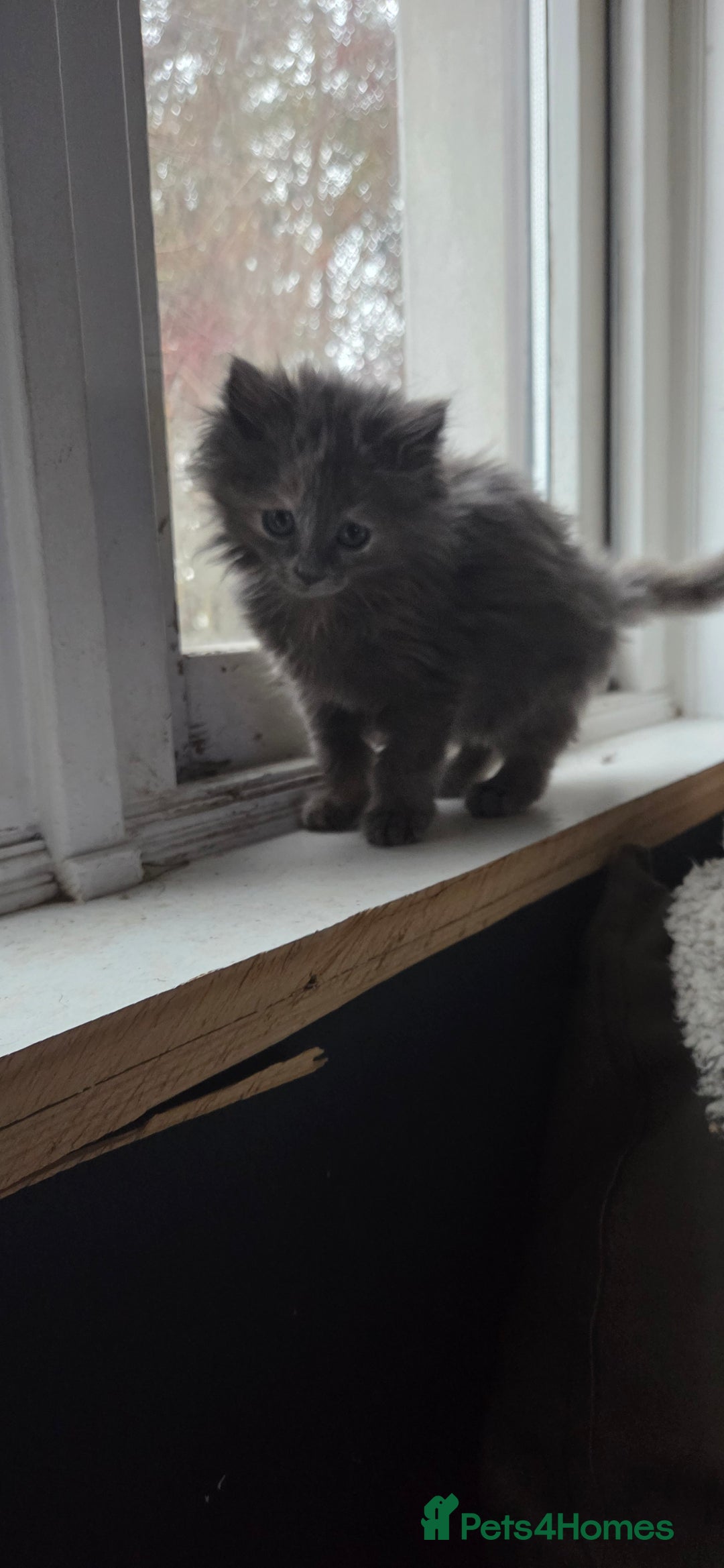 Nebelung cats for sale: Fluffy Nebelung mixed kittens for sale, last one - Advert 7