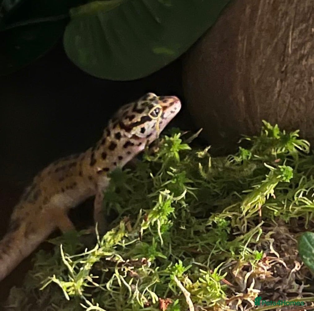 Leopard Gecko reptiles Leopard gecko (Viv included) - Advert 5