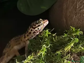 Leopard Gecko reptiles Leopard gecko (Viv included) - Advert 1