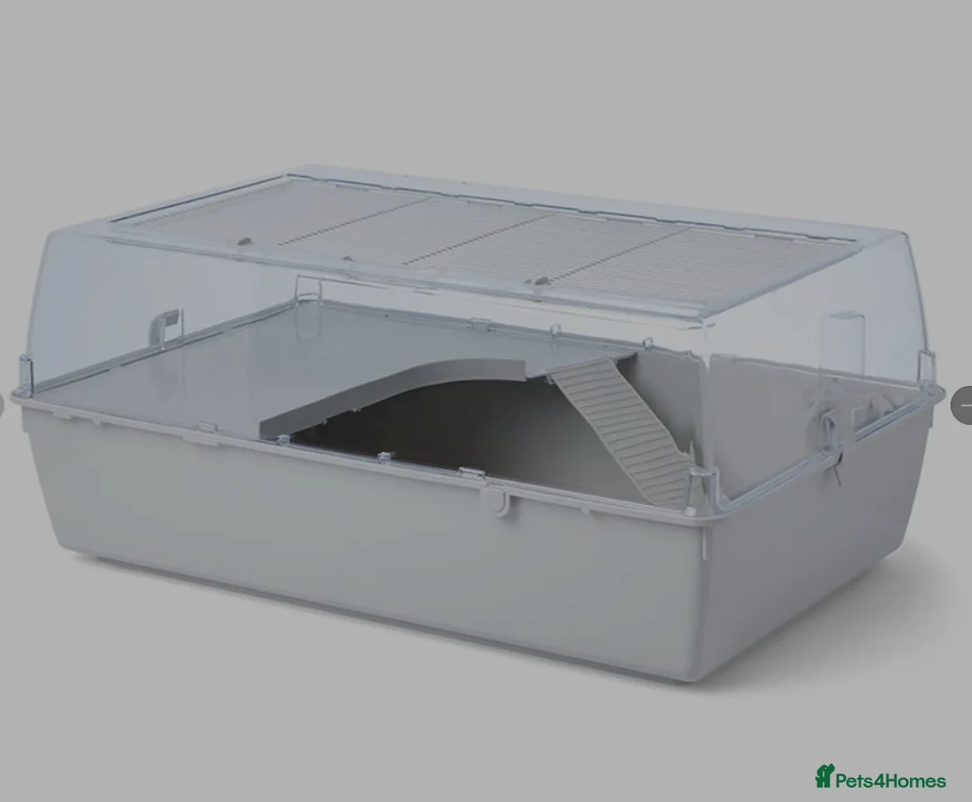 Mouse rodents for sale: Breeding fancy mice plus setups. PET HOME ONLY - Advert 2