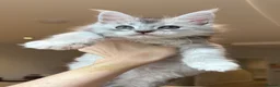 Maine Coon cats for sale: 💗RARE💗Imported lines, exceptional MC kittens😻⭐️ - Advert 19