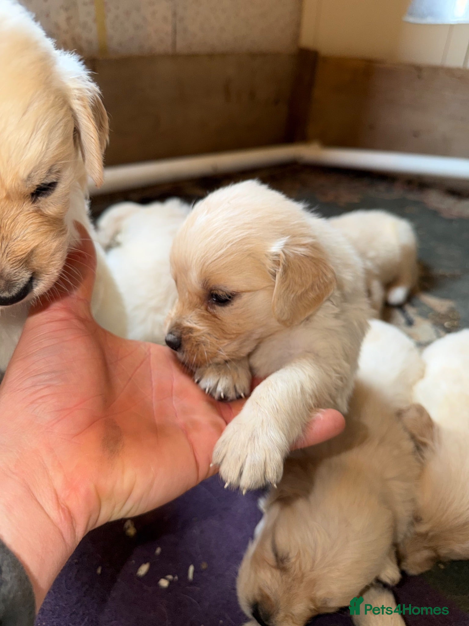 Golden Retriever dogs Mack/ Bryn Bach Golden X Evie/ Angel Annwyl - Advert 11