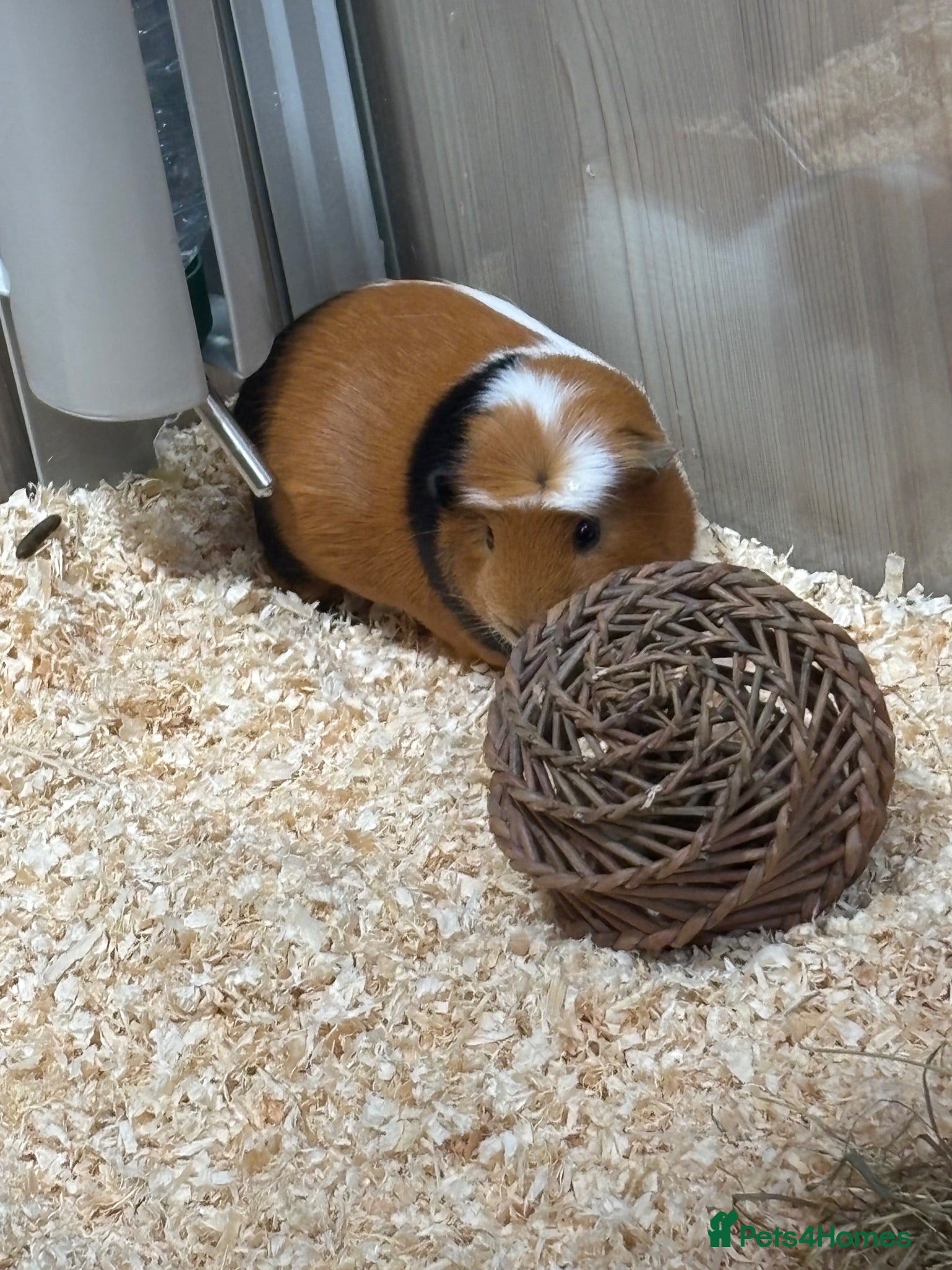 Guinea Pig rodents Male Guinea Pig Looking for Loving Home - Advert 14
