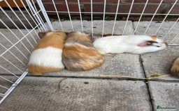 Guinea Pig rodents for sale: Guinea pigs for sale - Image 13