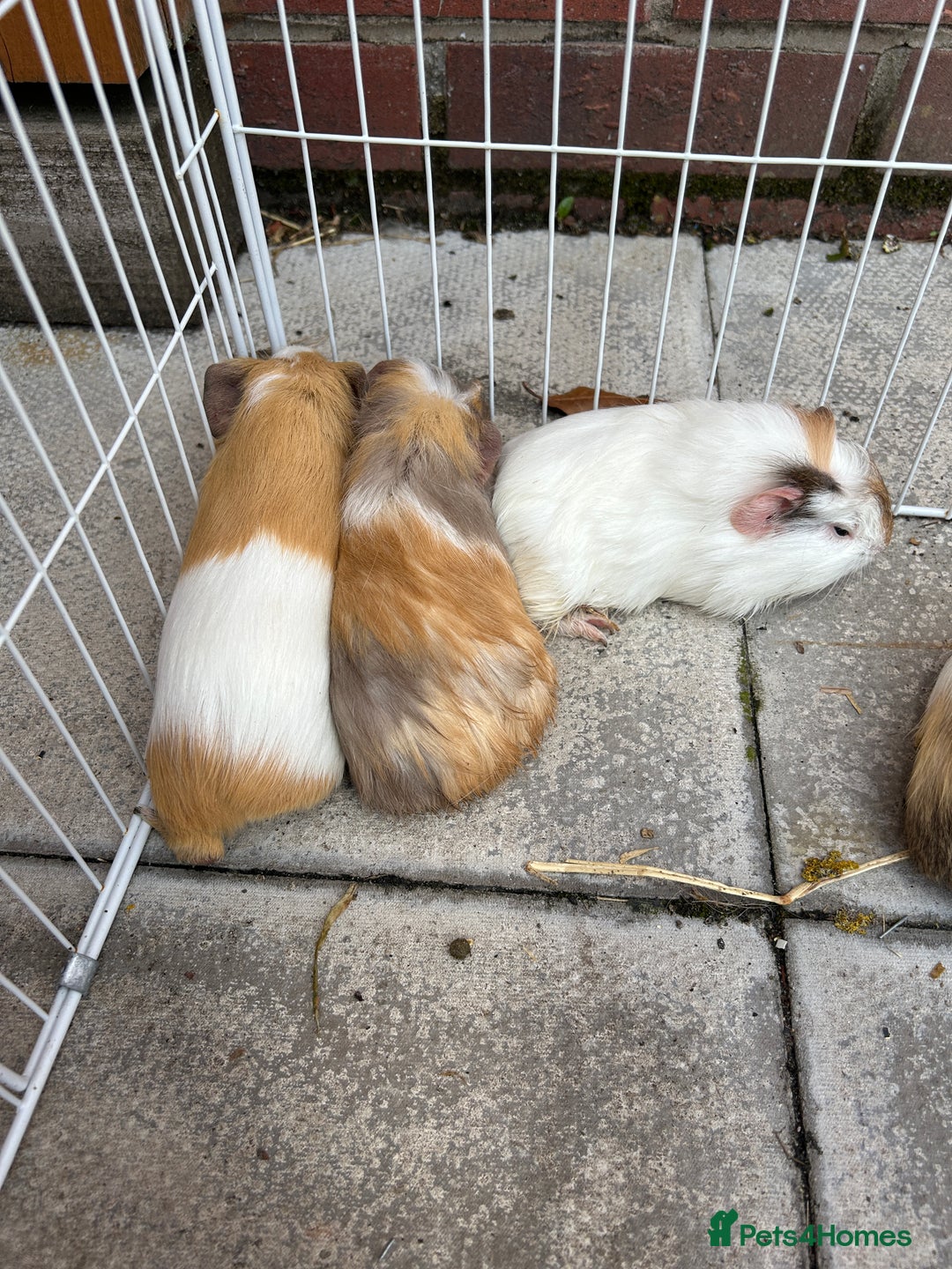 Guinea Pig rodents for sale: Guinea pigs for sale - Image 13