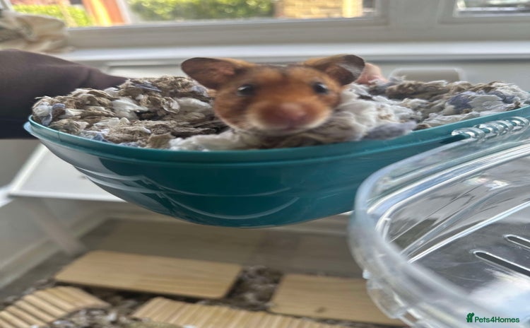 Hamster rodents - Advert 1