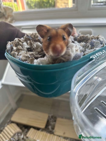 Hamster rodents - Advert 12